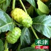 【禾津】特選諾麗青果16斤/箱(因諾麗青果為產地直配，只能線上刷卡或匯款方式，請勿選擇貨到付款)